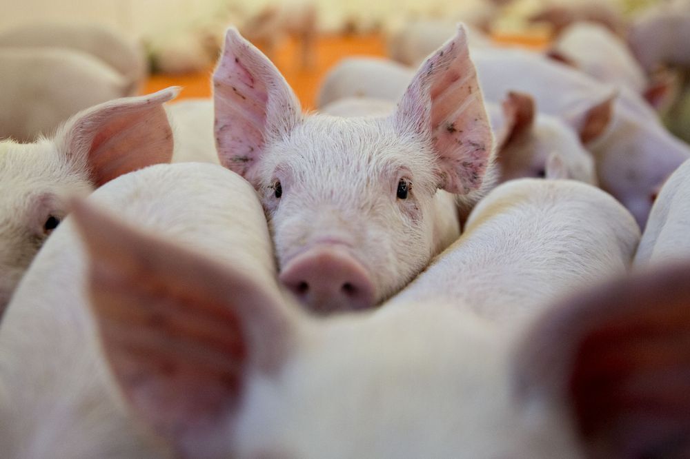United States pork producers lose out on the opportunity to sell to China during the Swine Flu