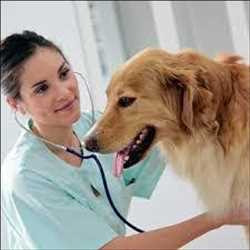 Global Veterinary Anti-Infectives Market