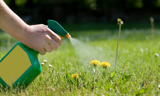 Weed Exhibits Unique Mechanism To Combat Herbicides